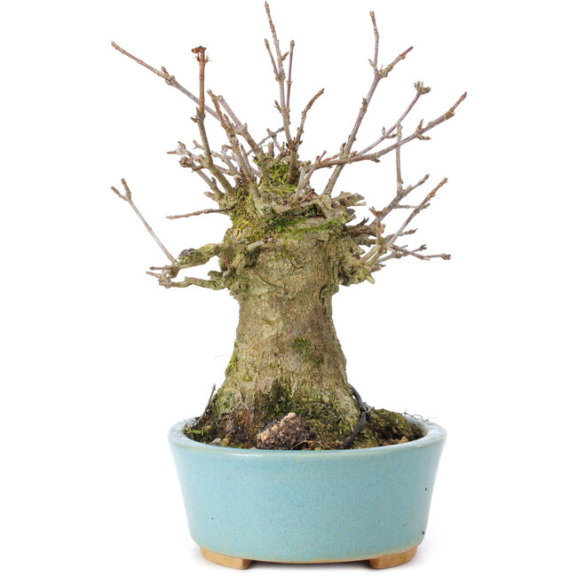 Acer buergerianum, 14 cm, ± 35 ans, avec un nebari de 8 cm