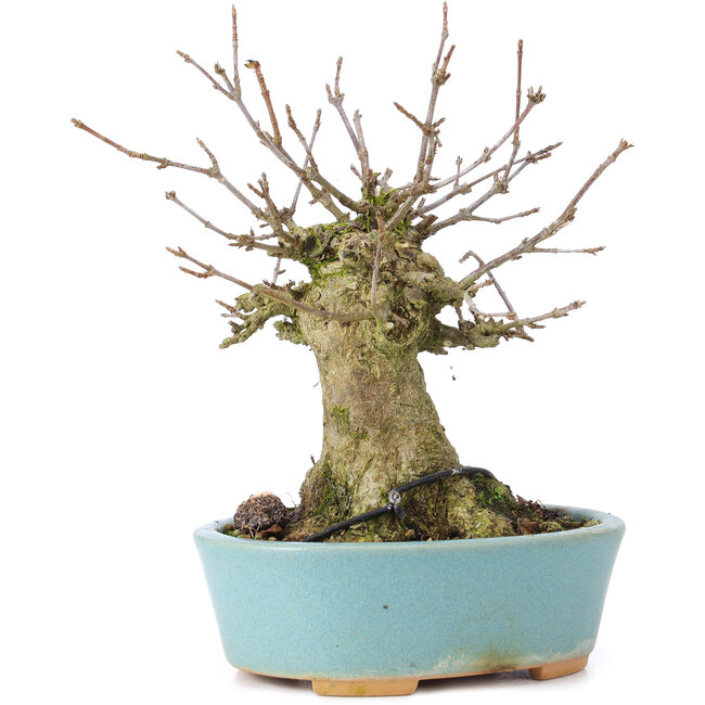 Acer buergerianum, 14 cm, ± 35 ans, avec un nebari de 8 cm