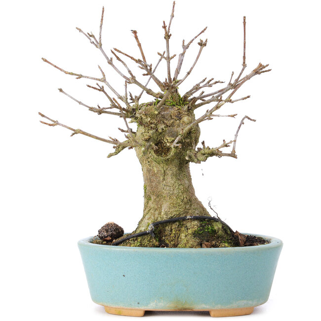 Acer buergerianum, 14 cm, ± 35 ans, avec un nebari de 8 cm