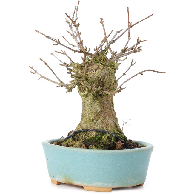 Acer buergerianum, 14 cm, ± 35 years old, with a nebari of 8 cm