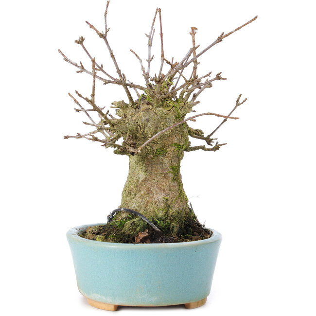 Acer buergerianum, 14 cm, ± 35 anni, con un nebari di 8 cm