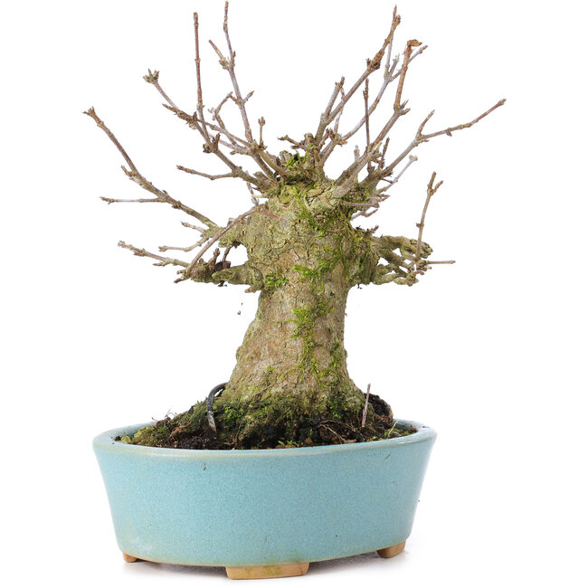 Acer buergerianum, 14 cm, ± 35 anni, con un nebari di 8 cm