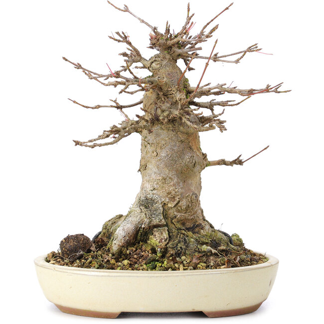 Acer buergerianum, 15 cm, ± 35 years old, with a nebari of 10 cm