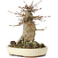 Acer buergerianum, 15 cm, ± 35 years old, with a nebari of 10 cm