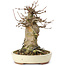 Acer buergerianum, 15 cm, ± 35 jaar oud, met een nebari van 10 cm