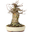 Acer buergerianum, 15 cm, ± 35 years old, with a nebari of 10 cm