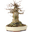 Acer buergerianum, 15 cm, ± 35 años, con un nebari de 10 cm