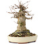 Acer buergerianum, 15 cm, ± 35 years old, with a nebari of 10 cm