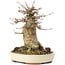 Acer buergerianum, 15 cm, ± 35 years old, with a nebari of 10 cm