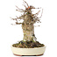 Acer buergerianum, 15 cm, ± 35 años, con un nebari de 10 cm