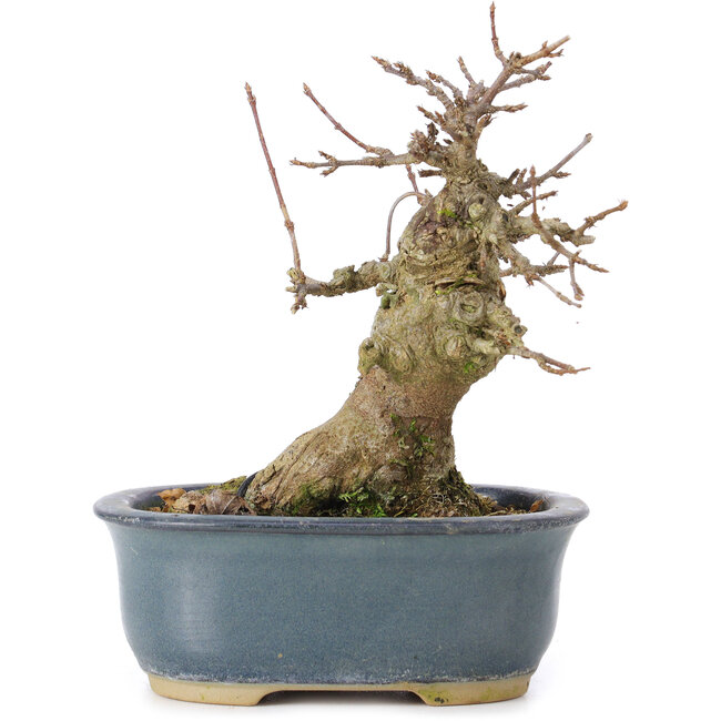 Acer buergerianum, 13 cm, ± 35 años, con un nebari de 7 cm