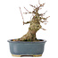 Acer buergerianum, 13 cm, ± 35 ans, avec un nebari de 7 cm