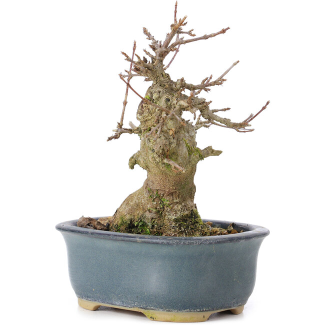 Acer buergerianum, 13 cm, ± 35 years old, with a nebari of 7 cm