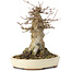 Acer buergerianum, 15 cm, ± 35 years old, with a nebari of 10 cm