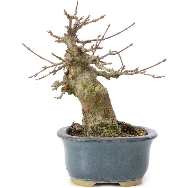 Acer buergerianum, 13 cm, ± 35 ans, avec un nebari de 7 cm