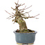 Acer buergerianum, 13 cm, ± 35 ans, avec un nebari de 7 cm