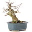 Acer buergerianum, 13 cm, ± 35 years old, with a nebari of 7 cm