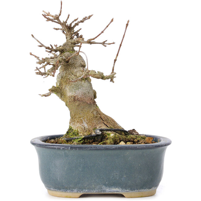 Acer buergerianum, 13 cm, ± 35 años, con un nebari de 7 cm