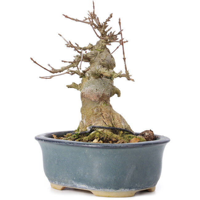 Acer buergerianum, 13 cm, ± 35 Jahre alt, mit einem Nebari von 7 cm