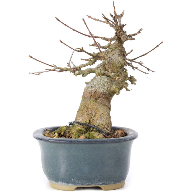 Acer buergerianum, 13 cm, ± 35 años, con un nebari de 7 cm
