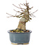 Acer buergerianum, 13 cm, ± 35 años, con un nebari de 7 cm