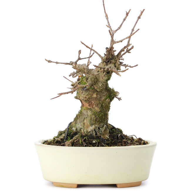 Acer buergerianum, 13 cm, ± 35 anni, con un nebari di 8 cm