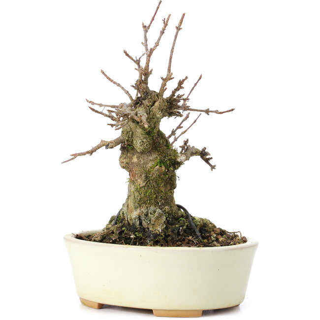 Acer buergerianum, 13 cm, ± 35 ans, avec un nebari de 8 cm