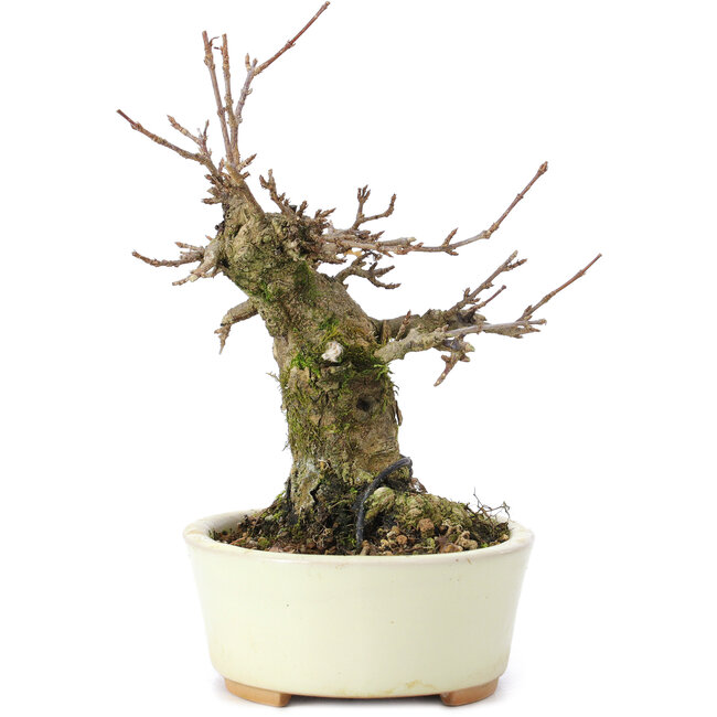 Acer buergerianum, 13 cm, ± 35 ans, avec un nebari de 8 cm