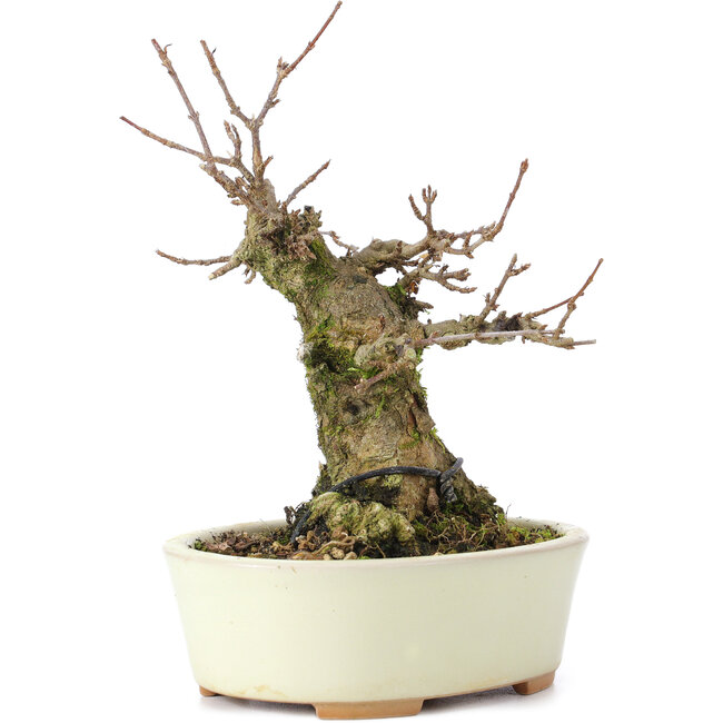 Acer buergerianum, 13 cm, ± 35 Jahre alt, mit einem Nebari von 8 cm