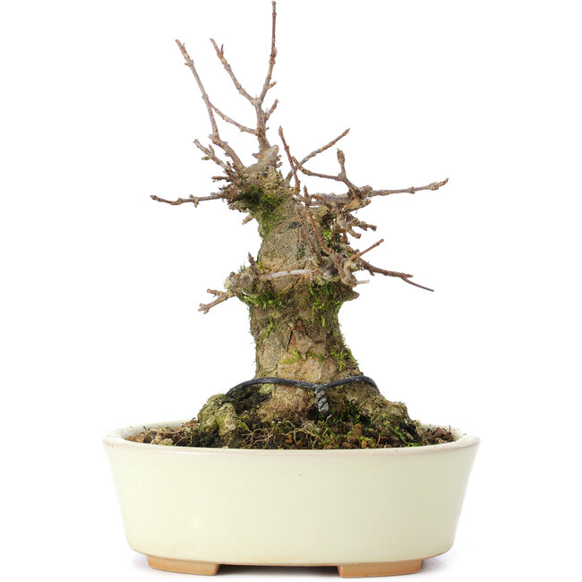 Acer buergerianum, 13 cm, ± 35 ans, avec un nebari de 8 cm