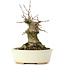 Acer buergerianum, 13 cm, ± 35 años, con un nebari de 8 cm