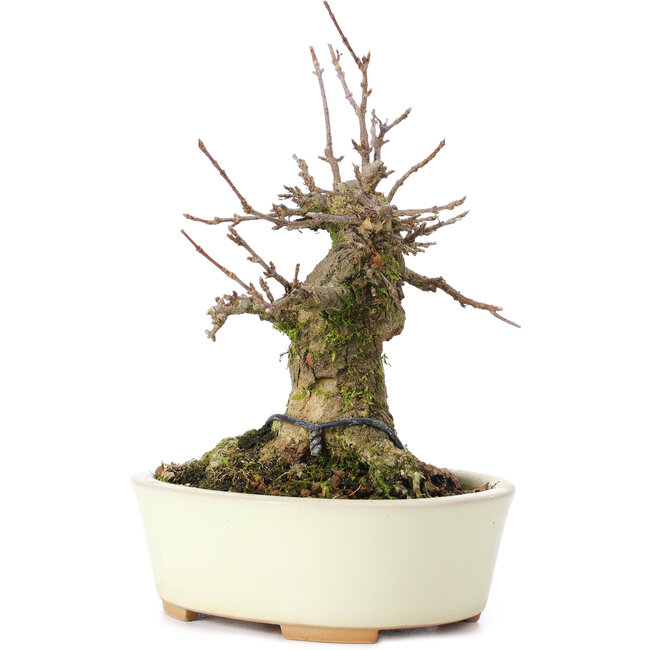 Acer buergerianum, 13 cm, ± 35 años, con un nebari de 8 cm