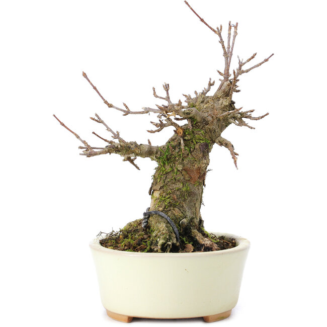 Acer buergerianum, 13 cm, ± 35 años, con un nebari de 8 cm