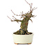 Acer buergerianum, 13 cm, ± 35 years old, with a nebari of 8 cm