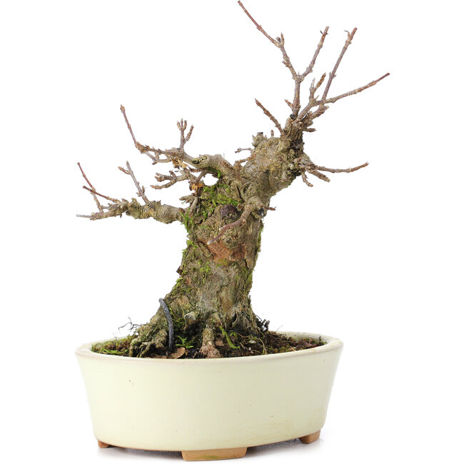 Acer buergerianum, 13 cm, ± 35 years old, with a nebari of 8 cm