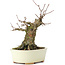 Acer buergerianum, 13 cm, ± 35 años, con un nebari de 8 cm