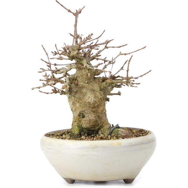 Acer buergerianum, 14 cm, ± 35 ans, avec un nebari de 8 cm