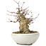 Acer buergerianum, 14 cm, ± 35 anni, con un nebari di 8 cm