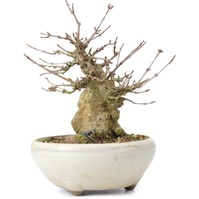 Acer buergerianum, 14 cm, ± 35 years old, with a nebari of 8 cm