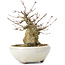 Acer buergerianum, 14 cm, ± 35 anni, con un nebari di 8 cm