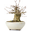 Acer buergerianum, 14 cm, ± 35 anni, con un nebari di 8 cm