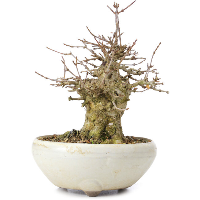 Acer buergerianum, 14 cm, ± 35 ans, avec un nebari de 8 cm