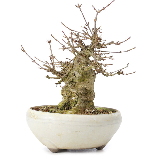 Acer buergerianum, 14 cm, ± 35 ans, avec un nebari de 8 cm