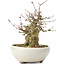Acer buergerianum, 14 cm, ± 35 anni, con un nebari di 8 cm