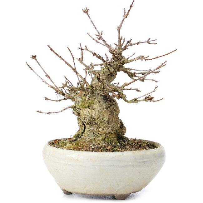 Acer buergerianum, 14 cm, ± 35 ans, avec un nebari de 8 cm