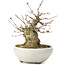 Acer buergerianum, 14 cm, ± 35 anni, con un nebari di 8 cm