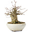 Acer buergerianum, 14 cm, ± 35 anni, con un nebari di 8 cm