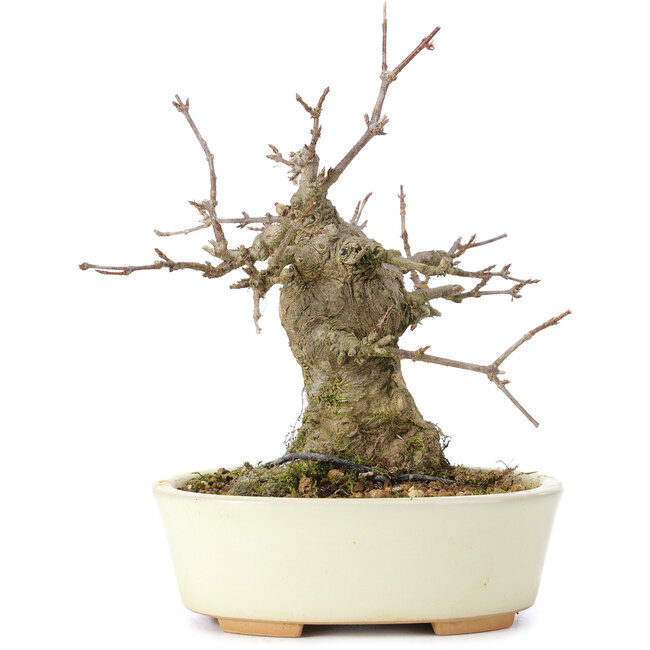 Acer buergerianum, 15 cm, ± 35 years old, with a nebari of 8 cm