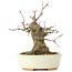 Acer buergerianum, 15 cm, ± 35 years old, with a nebari of 8 cm