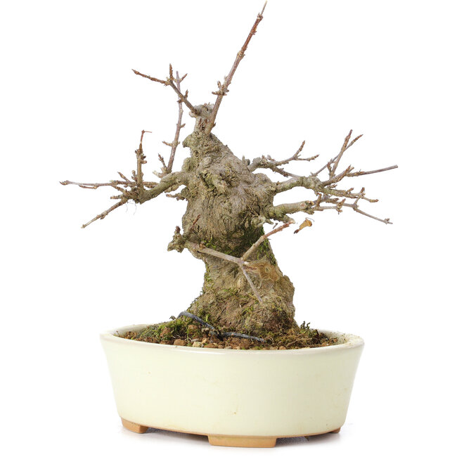 Acer buergerianum, 15 cm, ± 35 jaar oud, met een nebari van 8 cm